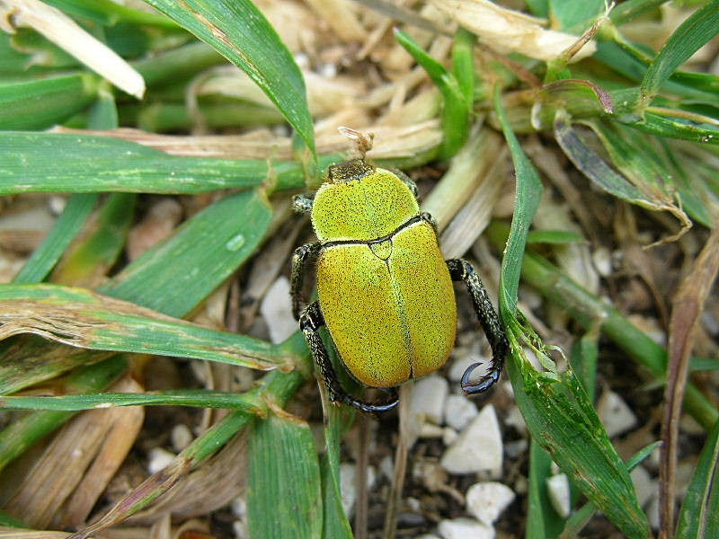 Hoplia argentea